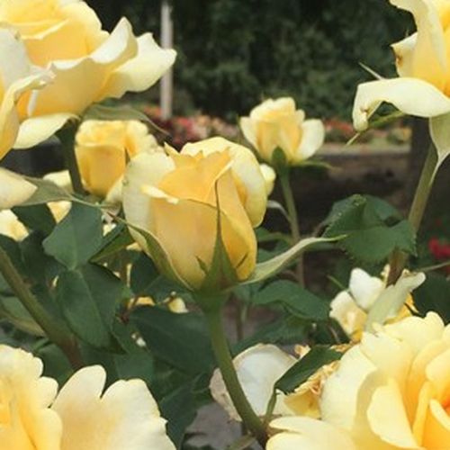 Rosa Sunny Sky ® - galben - Trandafir copac cu trunchi înalt - cu flori teahibrid - coroană dreaptă